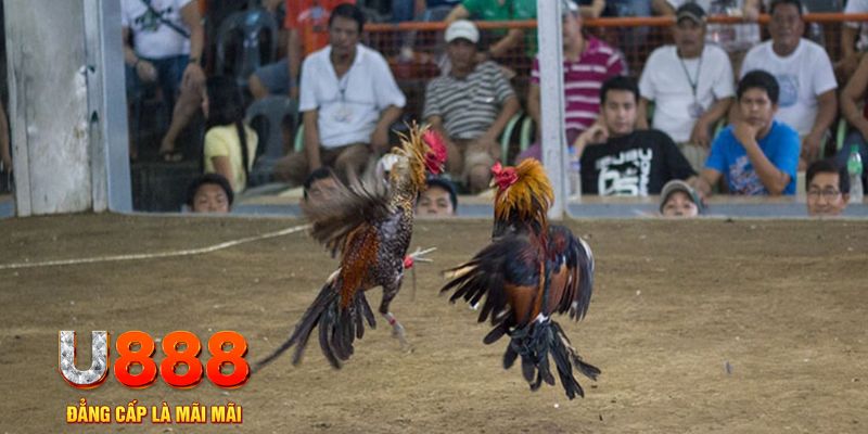 888bet đăng nhập mậu binh khuyến mãi